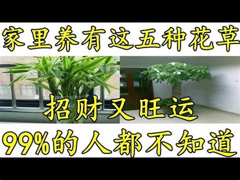 家裏放什麼植物好